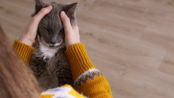 A Fluffy Gray Cat in the Hands of His Loving Owner the Girl Strokes the Cat and Scratches His Muzzle