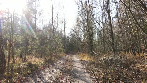 Beautiful Forest with Trees in an Autumn Day