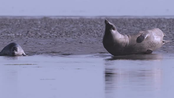 Baby Seal Playing in Water on Black Sand Beach, Getting Watched by Mother