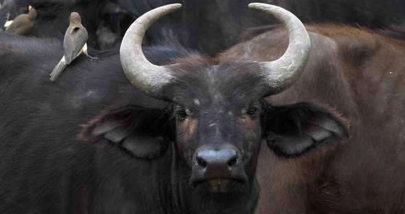 African Buffalo, syncerus caffer, Adult with Yellow Billed Oxpecker, buphagus africanus