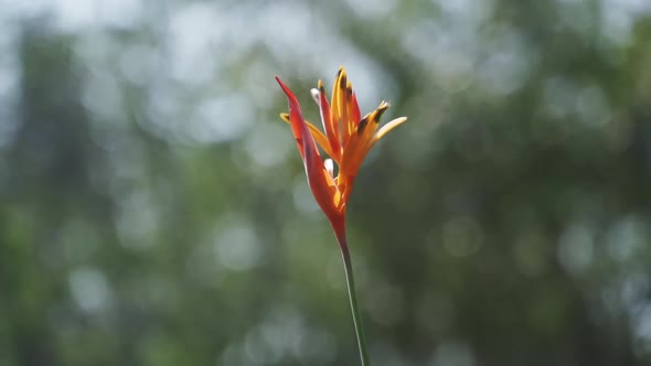 Orange Flower on a Stem and Blurry Vision of Trees in Background