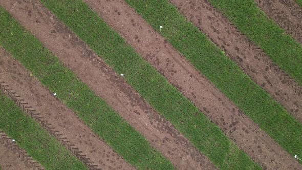 Aerial View of Striped Field with Early Wheat Rye Millet or Corn