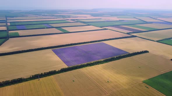 Aerial View of Lavender Field at Summer Day