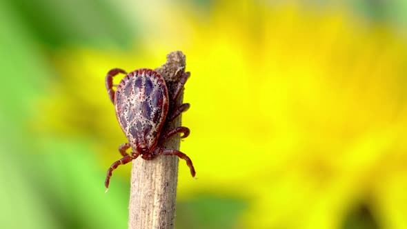 Male Bloodsucking Mite on a Dry Grass with a Blurred Yellow Dandelion on the Background Macro