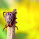 Male Bloodsucking Mite on a Dry Grass with a Blurred Yellow Dandelion on the Background Macro - VideoHive Item for Sale