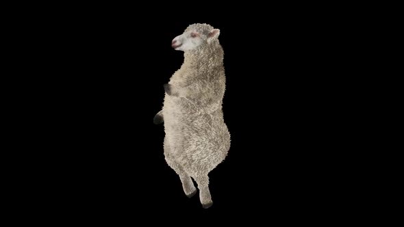 33 Sheep Dancing HD