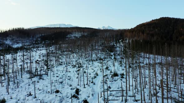 Eerie morning with destroyed looking forest on slope of winter mountain