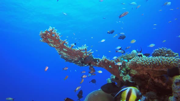 Underwater Scene