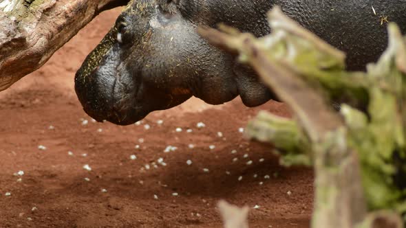 Hippopotamus in a Natural Park