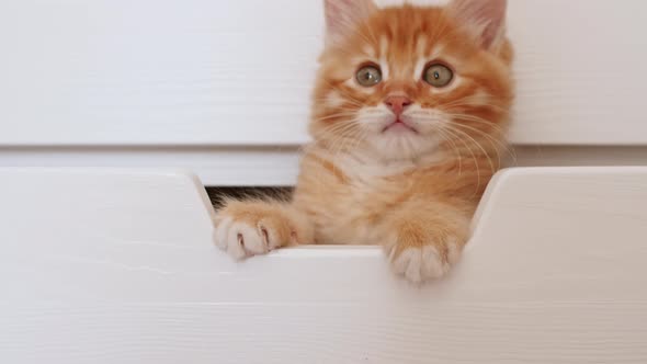 Ginger Kitten Hiding in a White Box