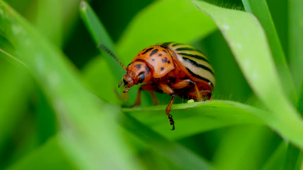 Incredible macro shot of wild Colorado Potato Beetle in green field during sun