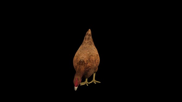 Chicken Eat Front View