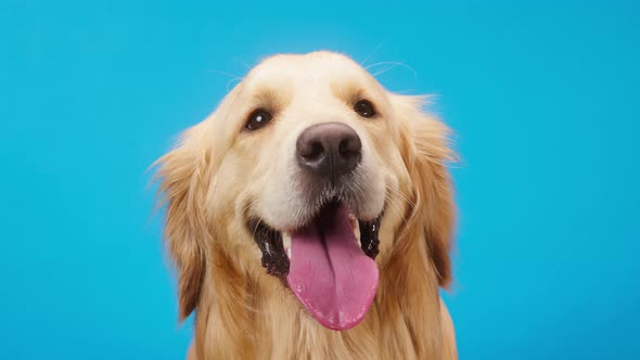 Golden Retriever on Blue Background Gold Labrador Dog Breathing with Open Mouth and Tongue Out Close