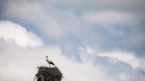 Adult European White Stork  Ciconia Ciconia  Sitting In Nest In Sunny Spring Day