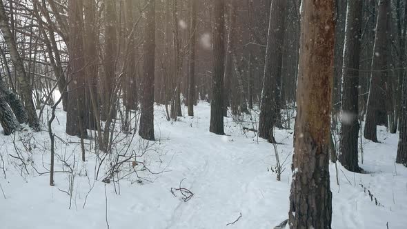 the Camera Slowly Moves Through the Winter Forest