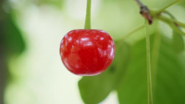 Cherry (2K)