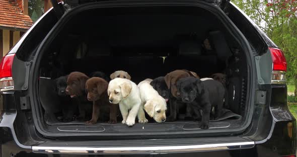 Yellow, Brown and Black Labrador Retriever, Puppies in the Trunk of a Car, Normandy in France