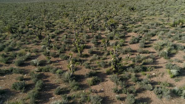 Aerial view of bushes alt