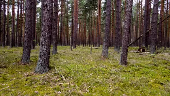 Wild pine forest with green moss under the trees, slow aerial shoting low between trees in overcast