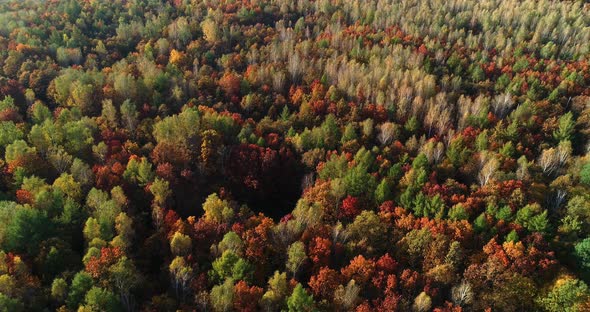 Autumn Forest - Aerial Views