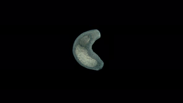 Planariidae Flatworm, Under the Microscope