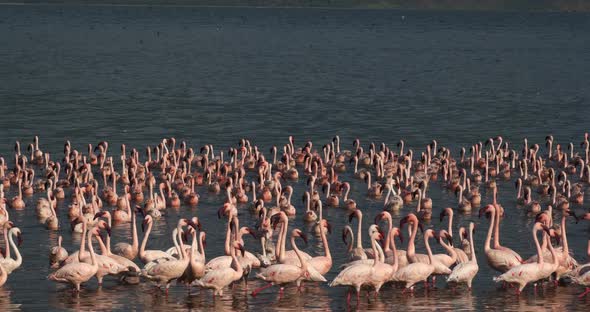 Lesser Flamingo, phoenicopterus minor, Colony at Bogoria Lake in Kenya, Real Time 4K