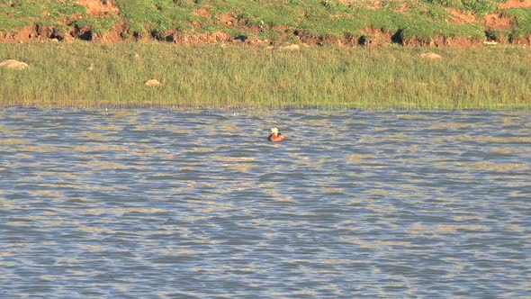 A Single Wild Shelduck Swimming in Morning Lake