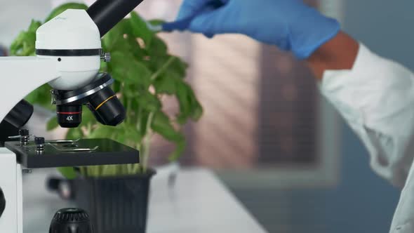 Close-up of Female Scientist Using Surgical Pincers To Put Plant Leaf on Microscope Stage