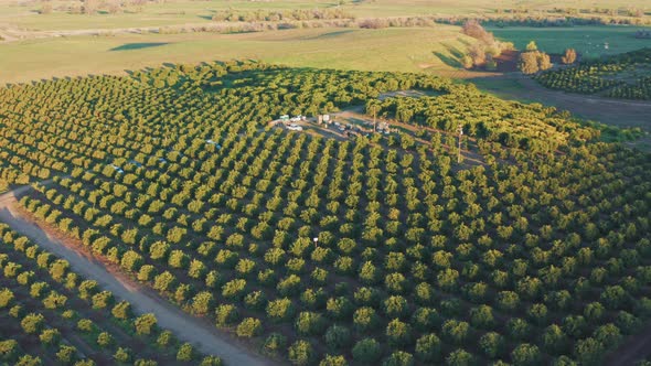 Green Crops