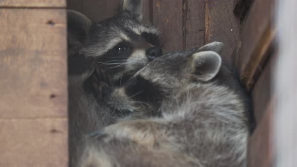 Pair of Racoons Procyon Lotor Licking Each Other. Funny Animals in Wooden House.