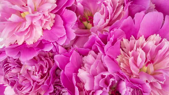 Beautiful Pink Roses Bouquet Background