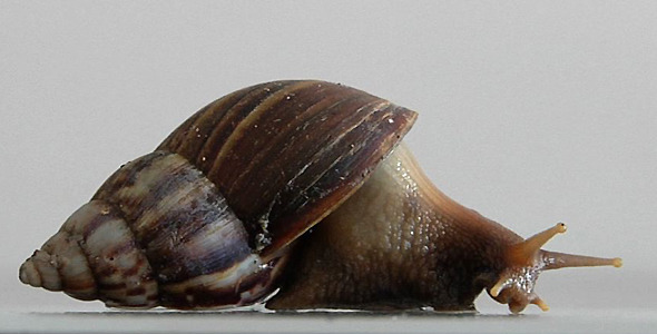 Snail