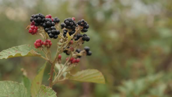 Healthy Rubus fruticosus  fruit close-up 4K 2160p 30fps UltraHD footage -  Organic brumble European 