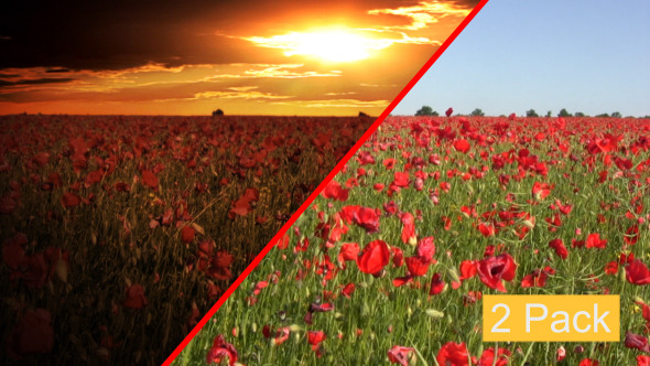 Dramatic Sky Over The Poppy Fields (2-Pack)