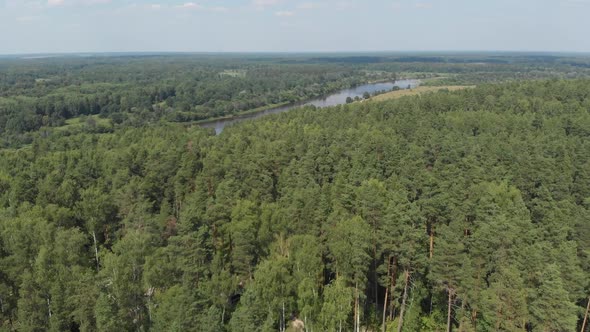 The Camera Flies Out to the River Over a Coniferous Green Forest