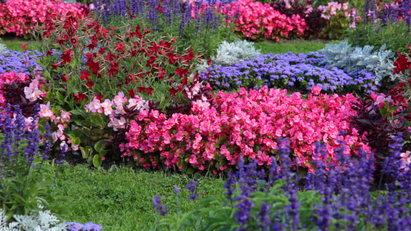Flowerbed With Different Flowers