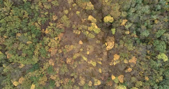 Top view of beautiful autumn forest with yellowed leaves on trees