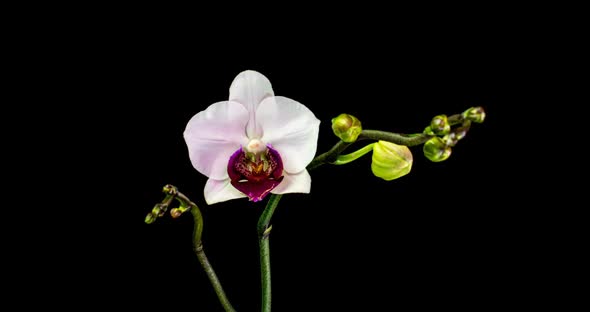 Time-lapse of Opening Three Orchid Flowers  on Black Background