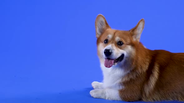 A Dog of Breed Welsh Corgi Pembroke Lies in the Studioon a Blue Background