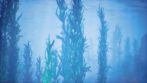 Underwater Grass Forest of Seaweed