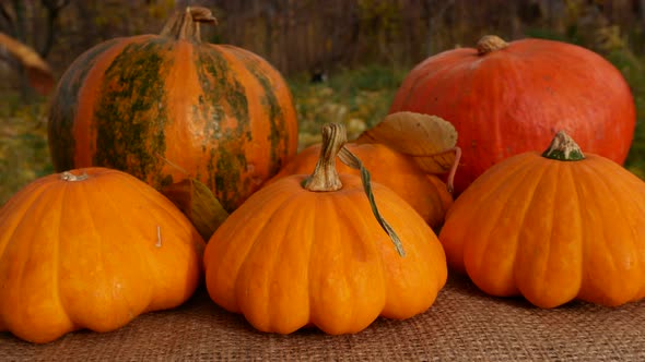 Ripe Large Orange Pumpkins Lie in the Garden