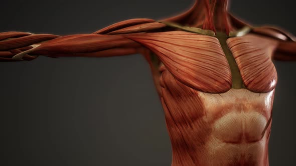 Muscular System of Human Body Animation alt