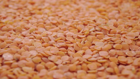Heap of orange dry uncooked lentils. Macro