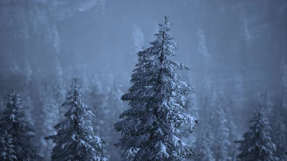 Morning Winter Forest in Carpathian Mountains alt