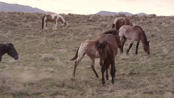 Slow motion of two wild horses playing and nipping at each other