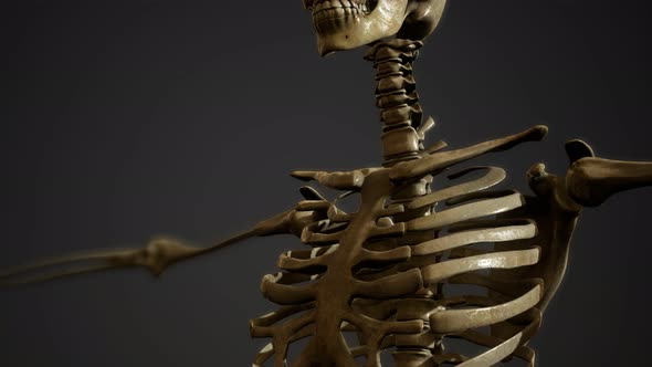 Bones of the Human Skeleton