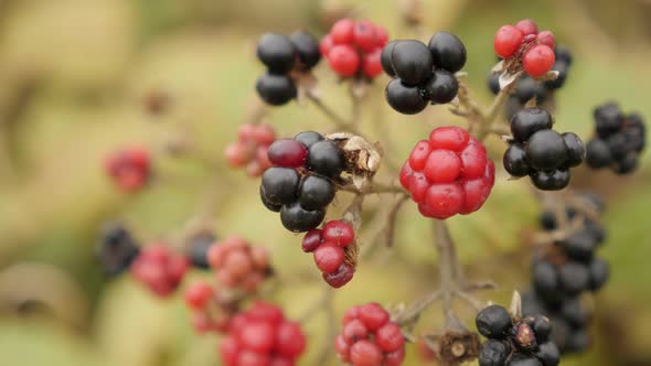 Organic European blackberry in the field close-up 4K 2160p 30fps UltraHD footage - Shallow DOF Rubus