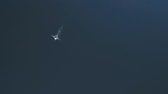 Penguin Swim in Ocean Clear Water Aerial Top View