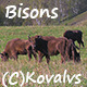 Bison  - VideoHive Item for Sale