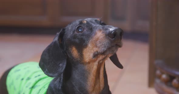 Cute Dachshund with Long Ears Waits for Food Barking